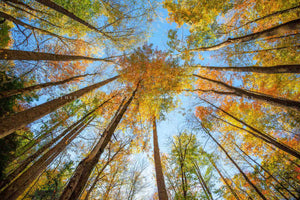 Nature photography print of looking up through trees with fall color on an autumn day in a forest in Great Smoky Mountains National Park, Tennessee by Sean Ramsey of Southern Plains Photography.