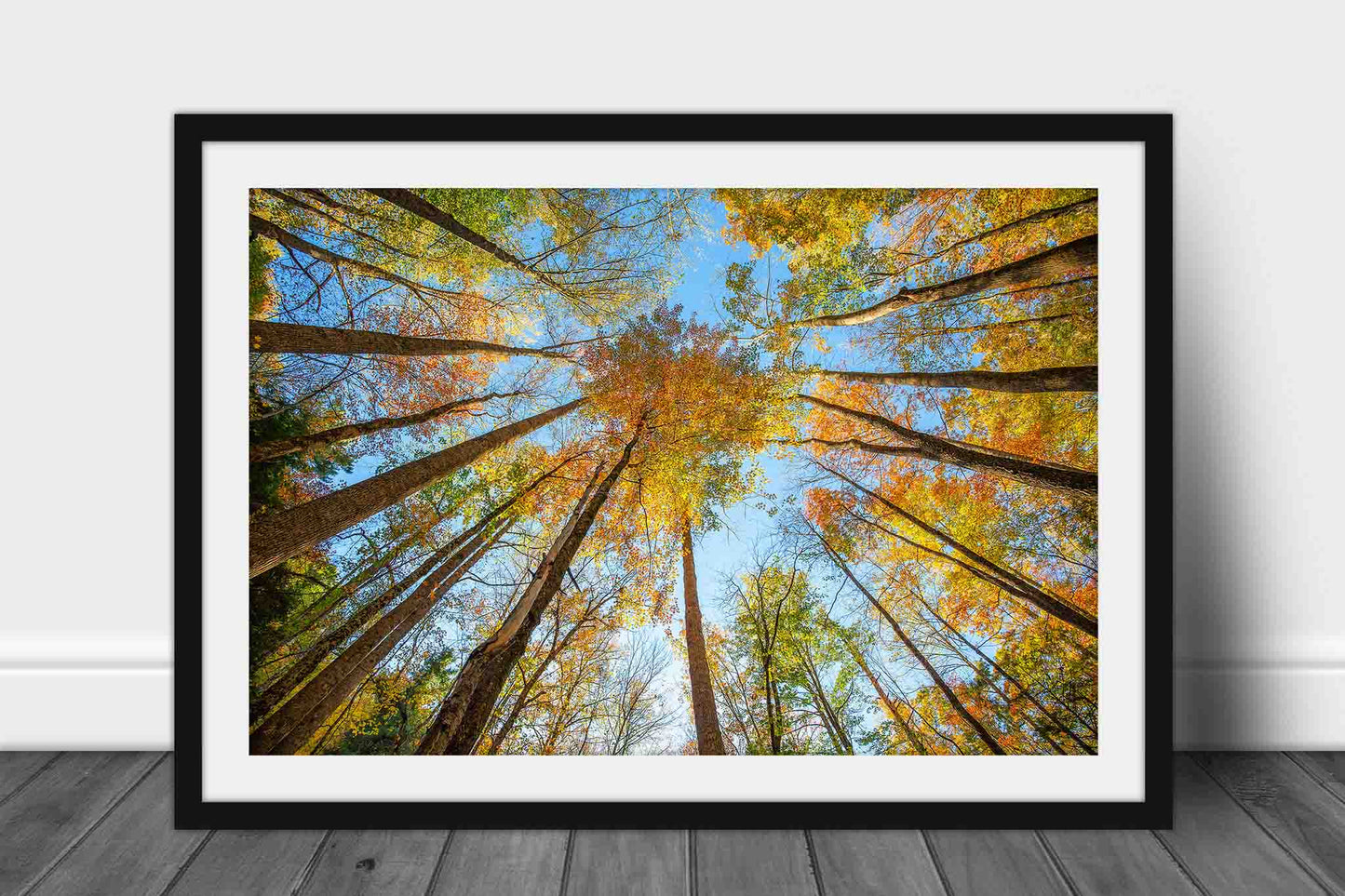 Framed nature print with optional mat of looking up in trees under a forest canopy on an autumn day in the Great Smoky Mountains of Tennessee by Sean Ramsey of Southern Plains Photography.
