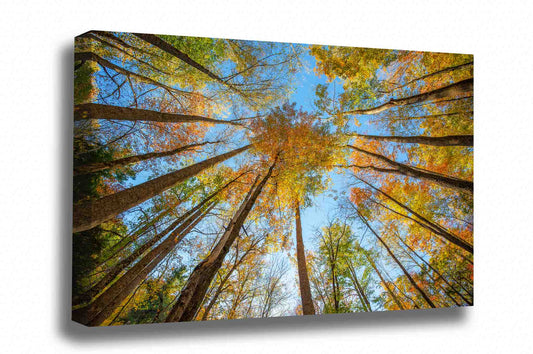 Nature canvas wall art of looking up in a forest at trees with fall color on an autumn day in the Great Smoky Mountains of Tennessee by Sean Ramsey of Southern Plains Photography.