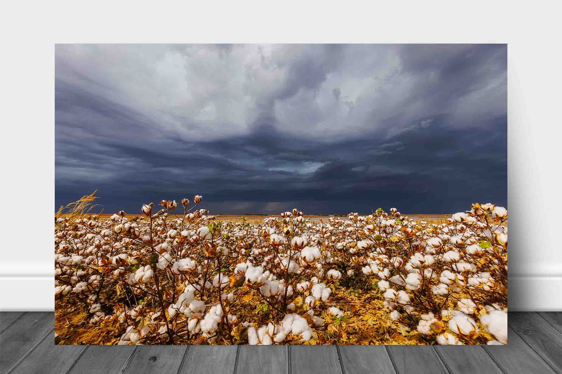 Farm and country aluminum metal print wall art of a cotton field and thunderstorm on a stormy day in Kansas by Sean Ramsey of Southern Plains Photography.