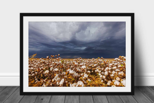 Framed farm and country print wall art of a cotton field and thunderstorm on a stormy day in Kansas by Sean Ramsey of Southern Plains Photography.