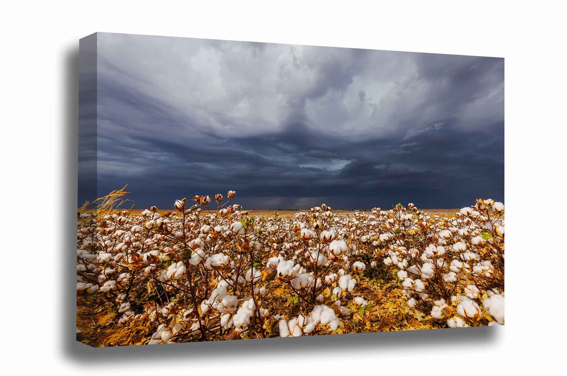 Farm and country gallery wrapped canvas wall art of a cotton field and thunderstorm on a stormy day in Kansas by Sean Ramsey of Southern Plains Photography.