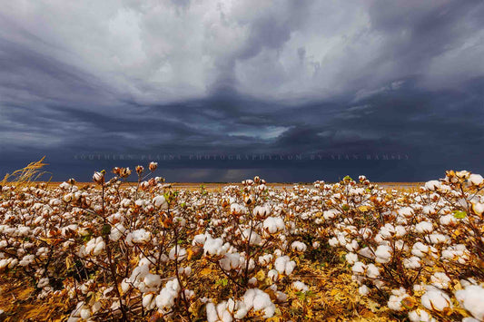Farm and country photography print of a cotton field and thunderstorm on a stormy day in Kansas by Sean Ramsey of Southern Plains Photography.