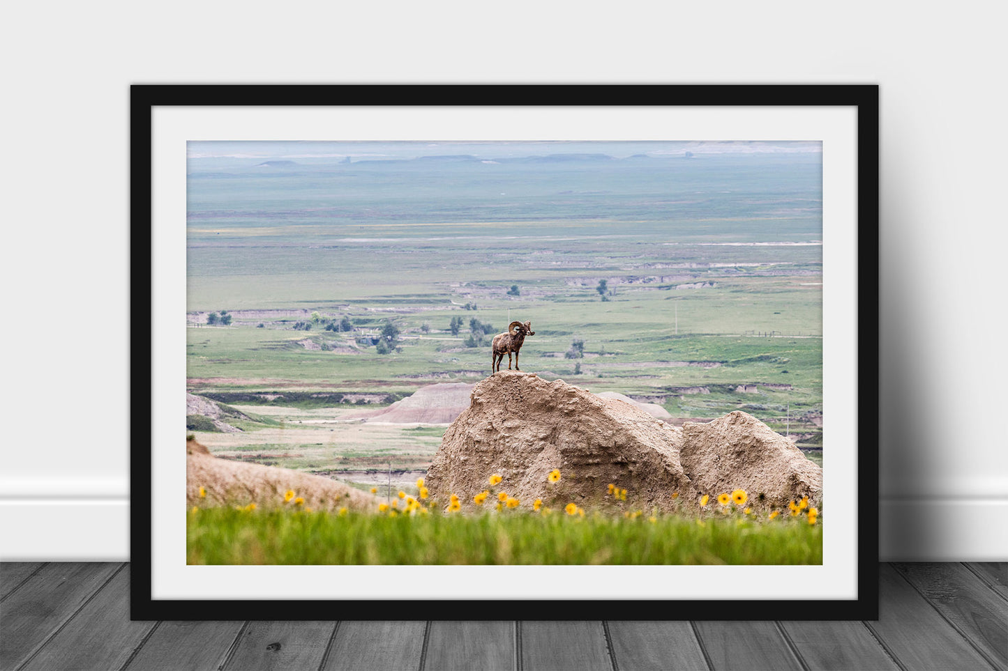 Framed and matted wildlife print of a Bighorn sheep standing majestically on a bluff as the prairie stretches to infinity in Badlands National Park, South Dakota by Sean Ramsey of Southern Plains Photography.
