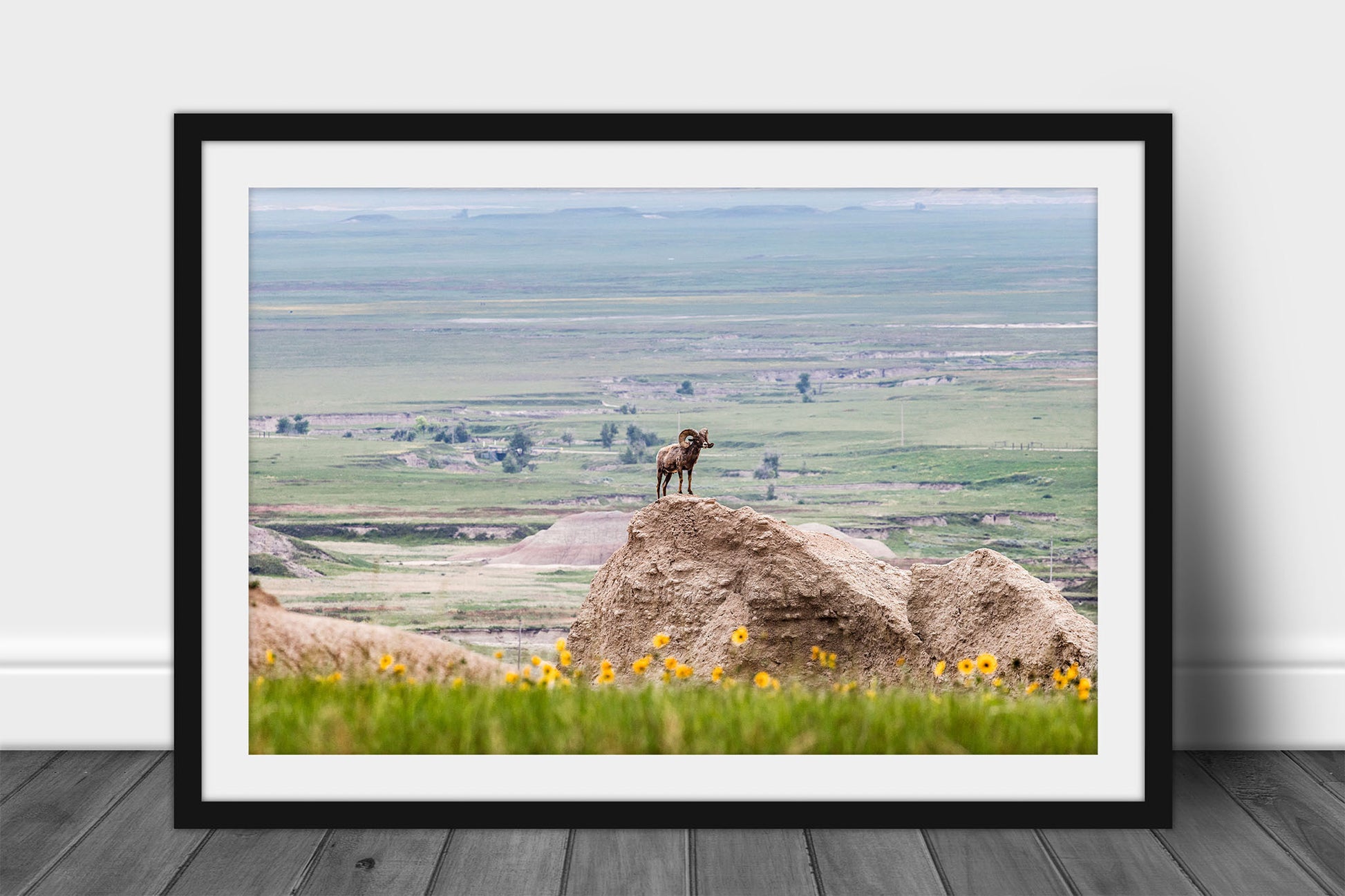 Framed and matted wildlife print of a Bighorn sheep standing majestically on a bluff as the prairie stretches to infinity in Badlands National Park, South Dakota by Sean Ramsey of Southern Plains Photography.