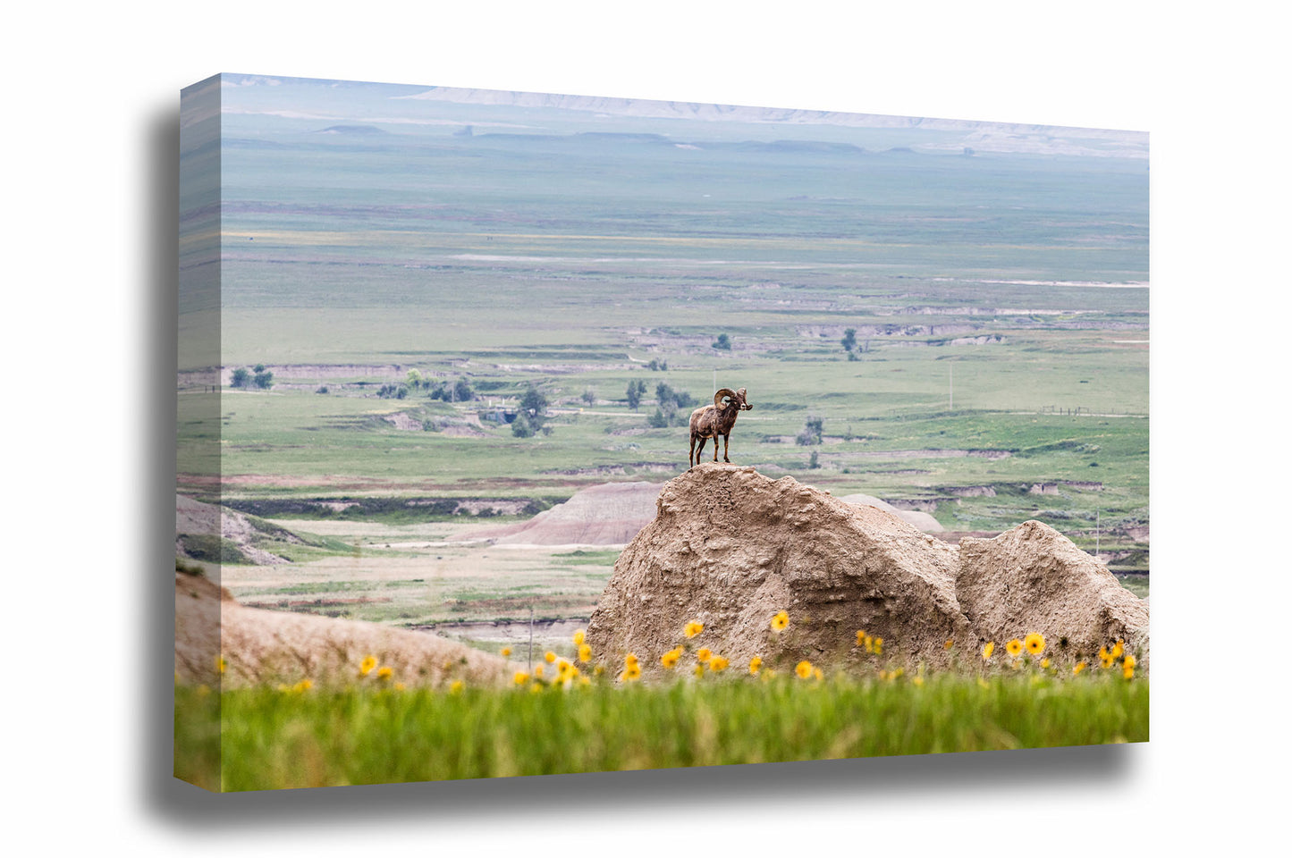 Wildlife canvas wall art of a Bighorn sheep standing majestically on a bluff as the prairie stretches to infinity in Badlands National Park, South Dakota by Sean Ramsey of Southern Plains Photography.