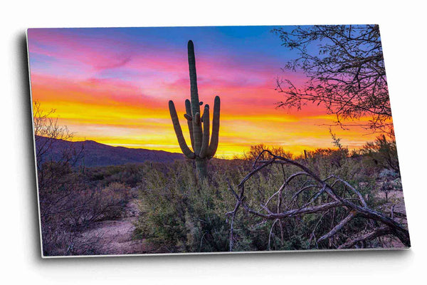 Western metal print of a large saguaro standing tall against a vivid sky at sunrise in the Sonoran Desert near Tucson, Arizona by Sean Ramsey of Southern Plains Photography.