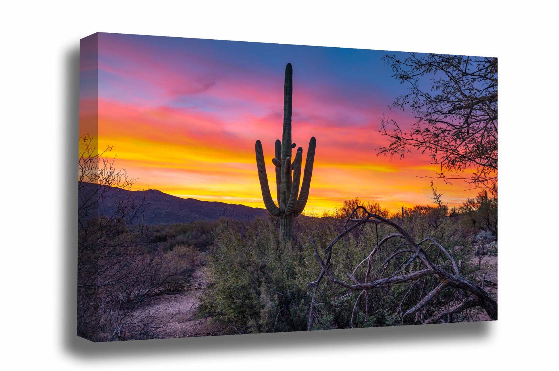 Western canvas wall art of a saguaro cactus standing tall during a vibrant sunrise in the Sonoran Desert near Tucson, Arizona by Sean Ramsey of Southern Plains Photography.