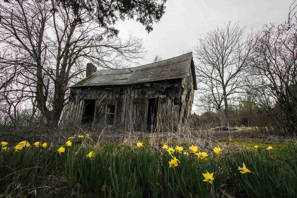 Country photography print of an abandoned house and daffodils on a spring day in Arkansas by Sean Ramsey of Southern Plains Photography.