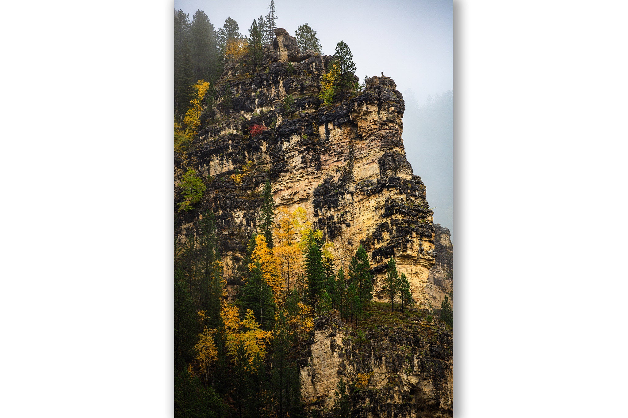 Vertical Black Hills photography print of blackened ledges with fall color on a foggy autumn day in Spearfish Canyon, South Dakota by Sean Ramsey of Southern Plains Photography.