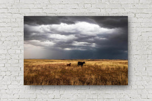 Western metal print of a cow watching over a playful calf on a stormy spring day on the Oklahoma prairie by Sean Ramsey of Southern Plains Photography.