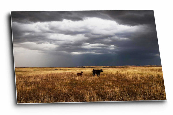 Western metal print of a cow watching over a playful calf on a stormy spring day on the Oklahoma prairie by Sean Ramsey of Southern Plains Photography.