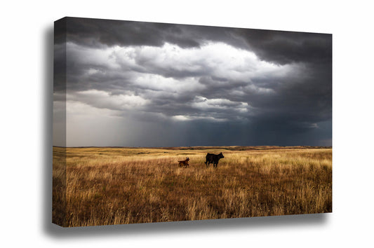 Western canvas wall art of a cow watching over a playful calf on a stormy day on the Oklahoma prairie by Sean Ramsey of Southern Plains Photography.