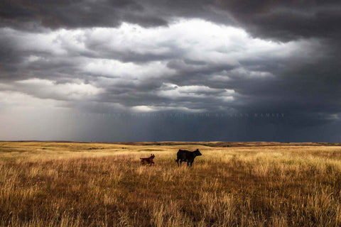 Western photography print of a cow watching over a playful calf on a stormy day on the Oklahoma prairie by Sean Ramsey of Southern Plains Photography.
