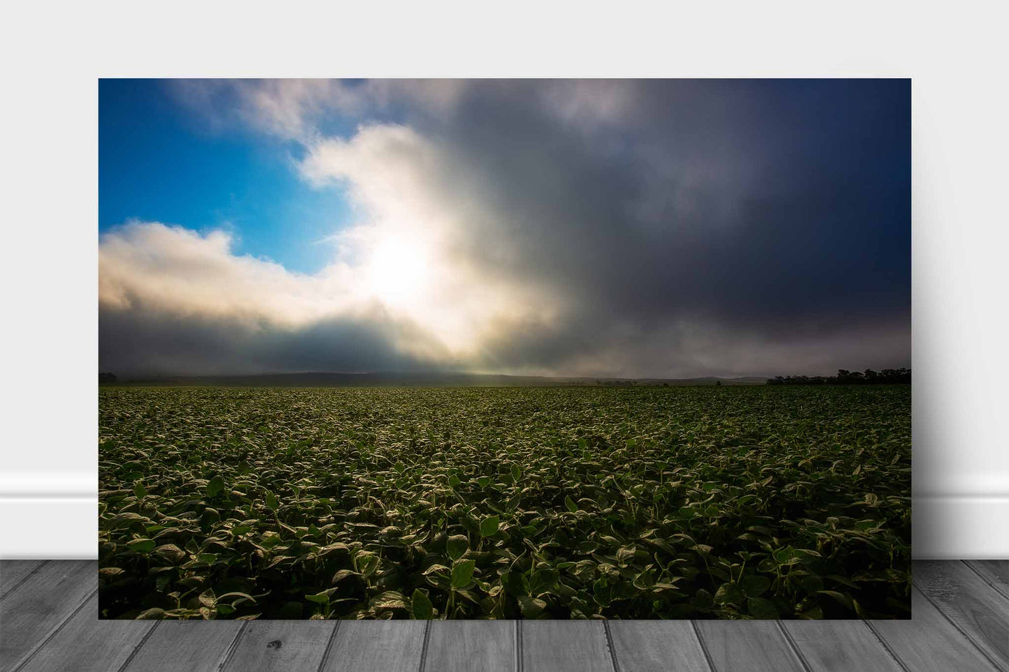 Country aluminum metal print wall art of a soybean field illuminated by sunlight as fog clears just after sunrise in Nebraska by Sean Ramsey of Southern Plains Photography.