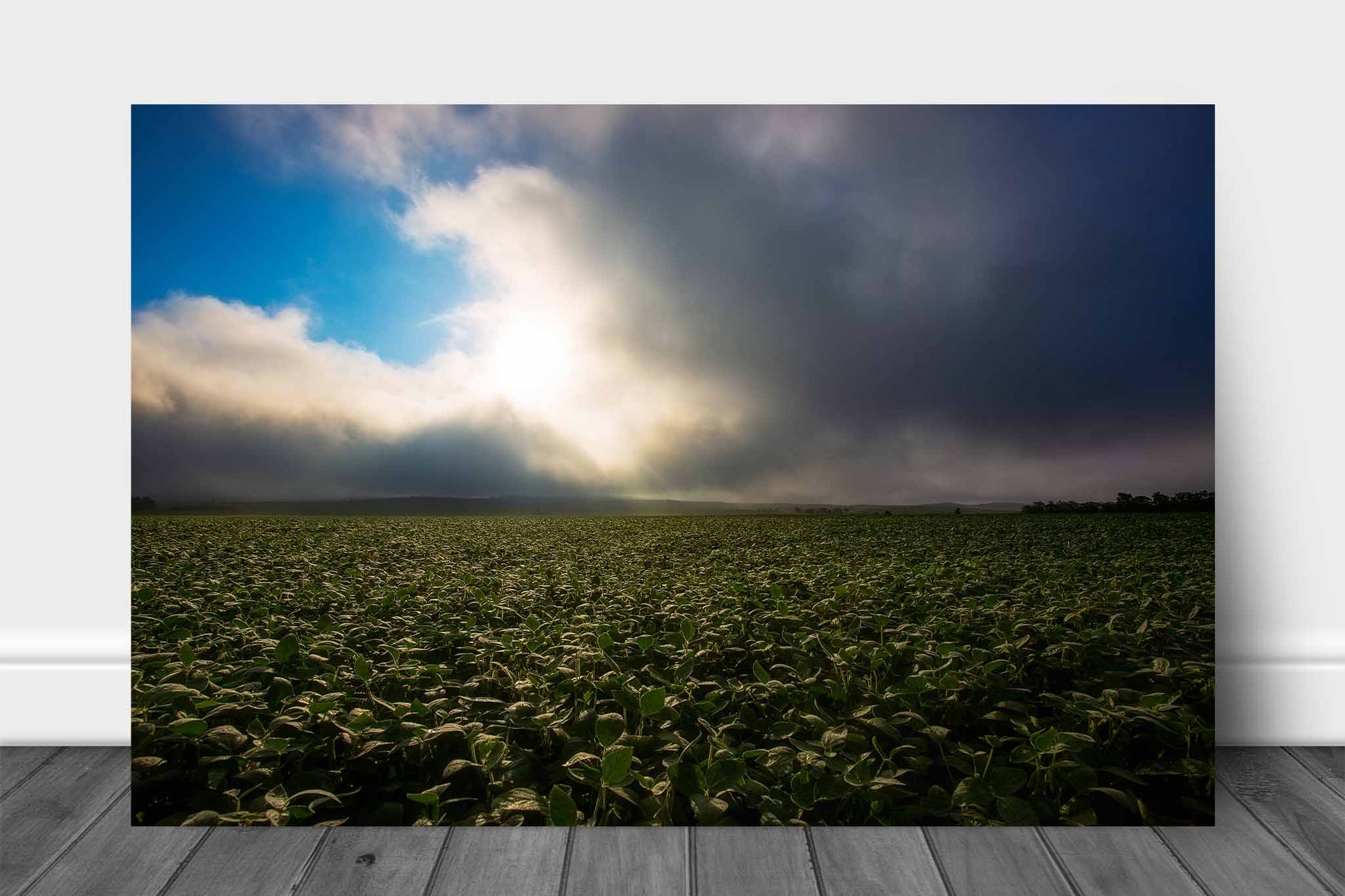 Country aluminum metal print wall art of a soybean field illuminated by sunlight as fog clears just after sunrise in Nebraska by Sean Ramsey of Southern Plains Photography.