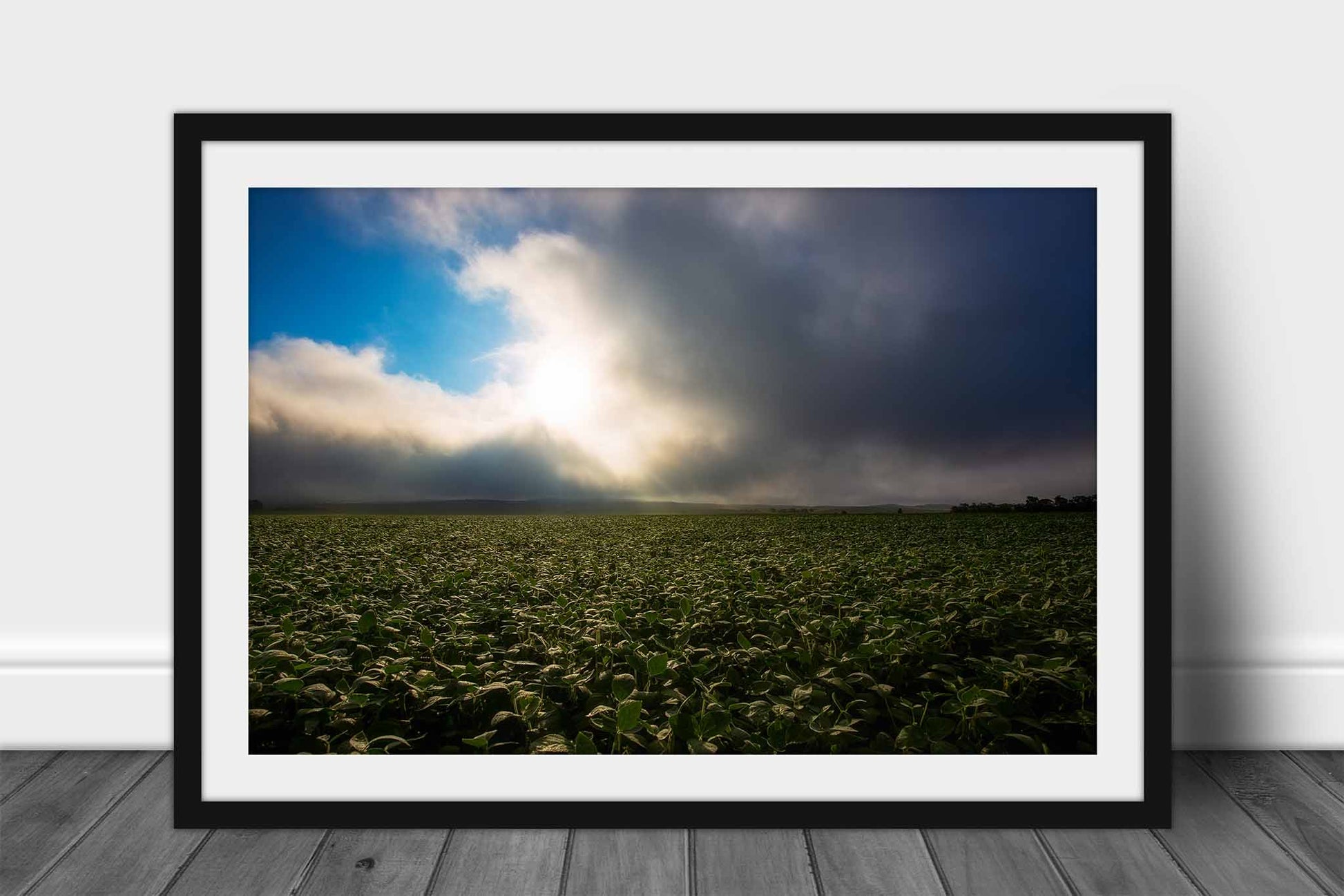Country framed print wall art of a soybean field illuminated by sunlight as fog clears just after sunrise in Nebraska by Sean Ramsey of Southern Plains Photography.