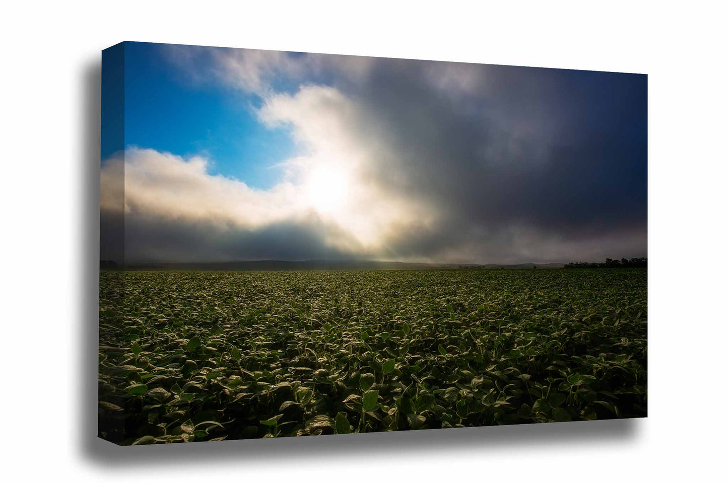 Country gallery wrap canvas wall art of a soybean field illuminated by sunlight as fog clears just after sunrise in Nebraska by Sean Ramsey of Southern Plains Photography.