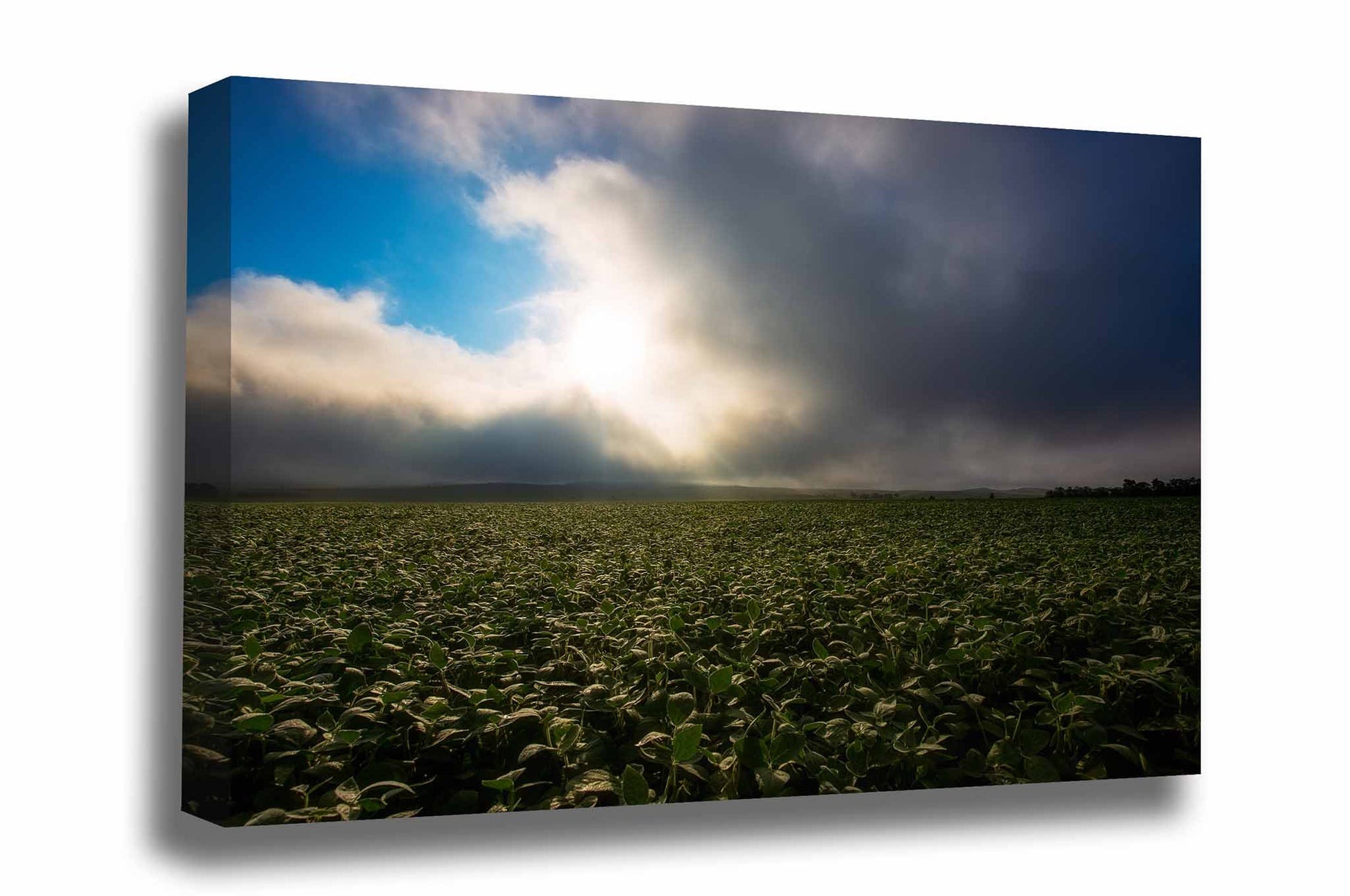 Country gallery wrap canvas wall art of a soybean field illuminated by sunlight as fog clears just after sunrise in Nebraska by Sean Ramsey of Southern Plains Photography.