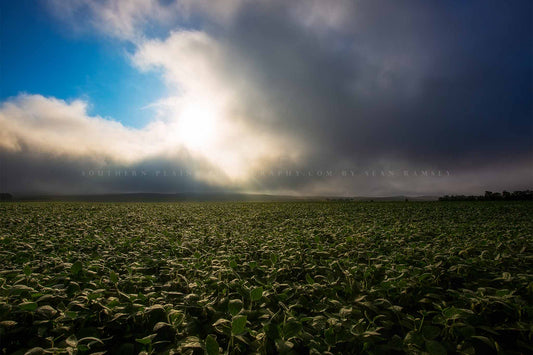 Country photography print of a soybean field illuminated by sunlight as fog clears just after sunrise in Nebraska by Sean Ramsey of Southern Plains Photography.