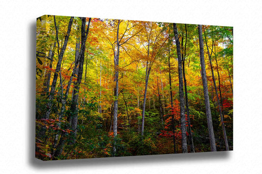 Forest canvas wall art of trees full of fall color on an autumn day in the Great Smoky Mountains of Tennessee by Sean Ramsey of Southern Plains Photography.