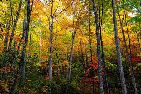 Forest photography print of trees immersed in fall color on an autumn day in the Great Smoky Mountains of Tennessee by Sean Ramsey of Southern Plains Photography.
