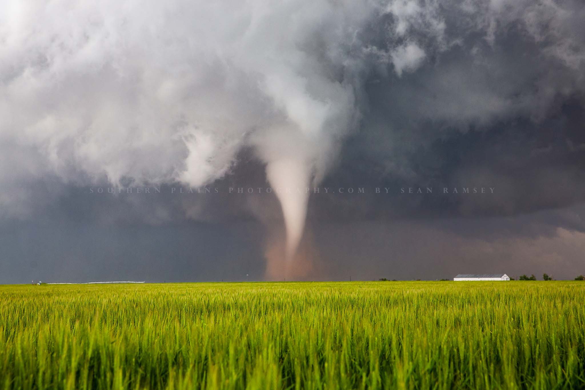Storm photography print of a white tornado kicking up dust over a wheat field on a spring day in Texas by Sean Ramsey of Southern Plains Photography.