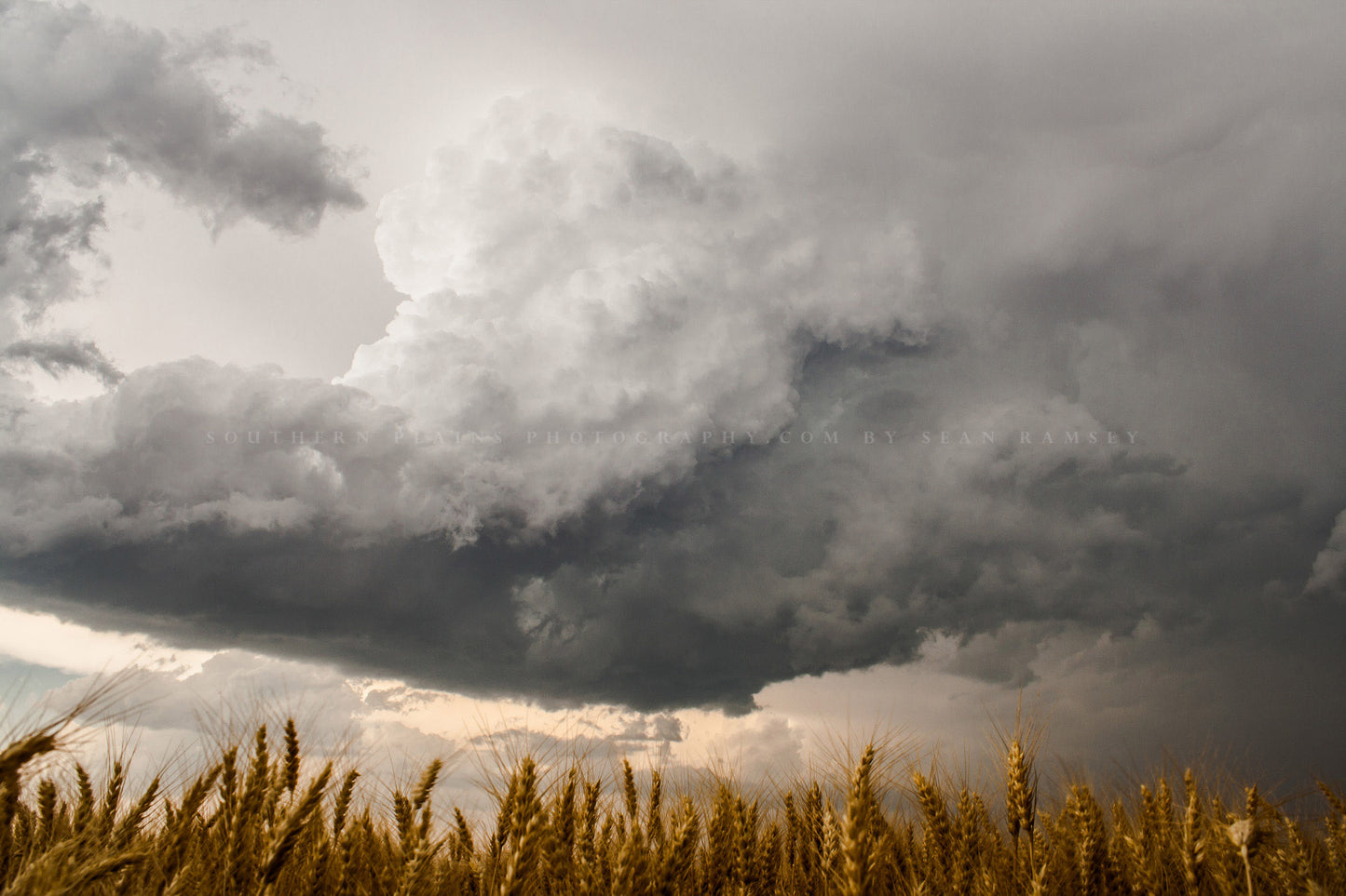 Country photography print of a storm cloud brewing over golden wheat stalks on a stormy spring day in Kansas by Sean Ramsey of Southern Plains Photography.