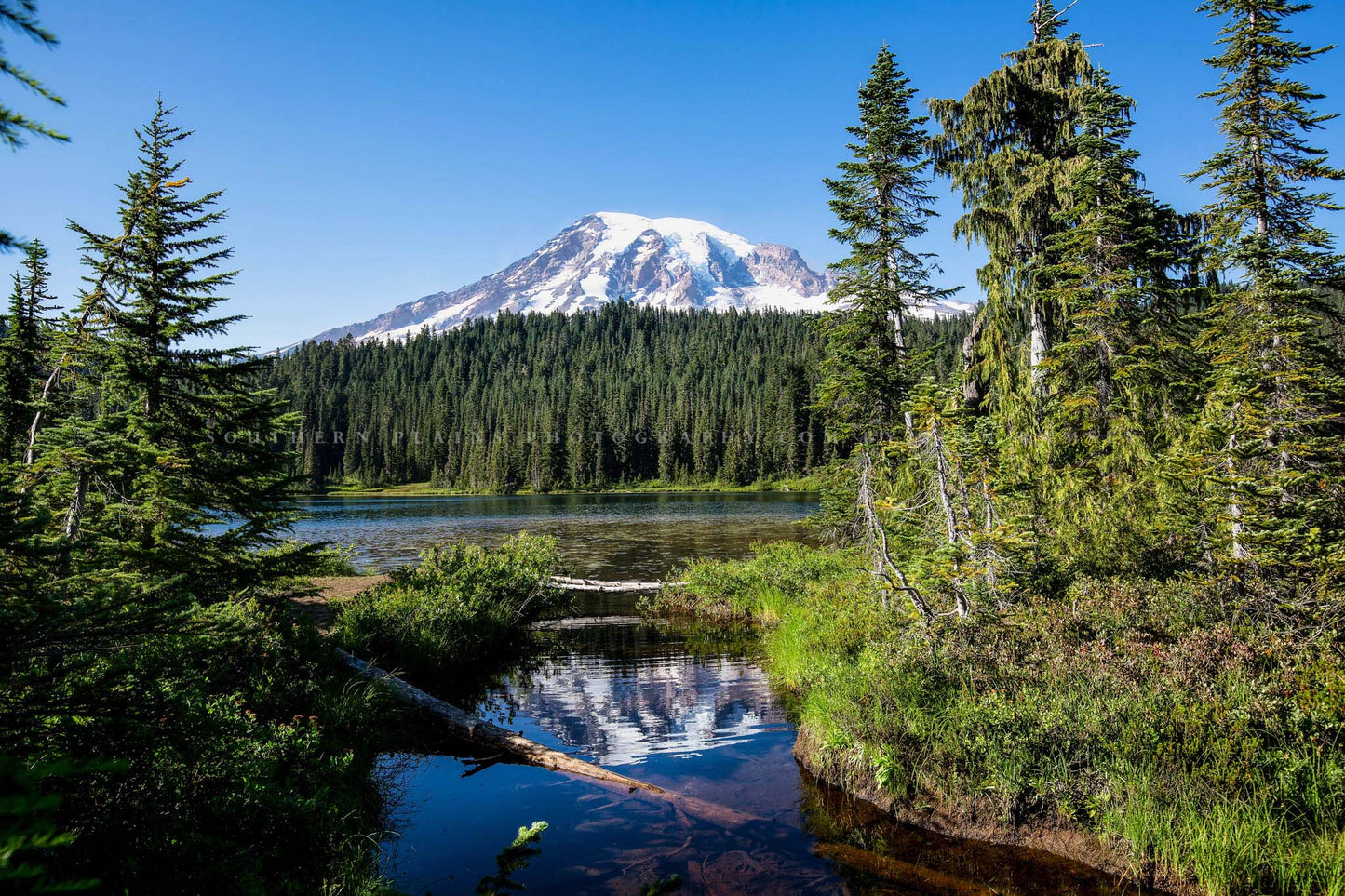 Pacific Northwest photography print of Mount Rainier framed between pine trees on a summer day at Reflection Lake in Washington state by Sean Ramsey of Southern Plains Photography.