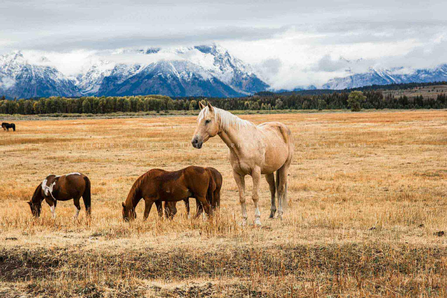 Equine photography print of a palomino horse posing on an autumn day in Grand Teton National Park by Sean Ramsey of Southern Plains Photography.