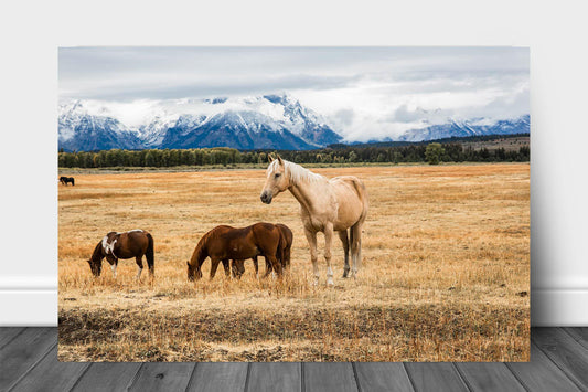Western metal print of a beautiful palomino horse on an autumn day in Grand Teton National Park, Wyoming by Sean Ramsey of Southern Plains Photography.