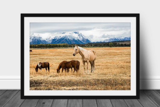 Framed and matted western photography print of a beautiful palomino horse on an autumn day in Grand Teton National Park, Wyoming by Sean Ramsey of Southern Plains Photography.