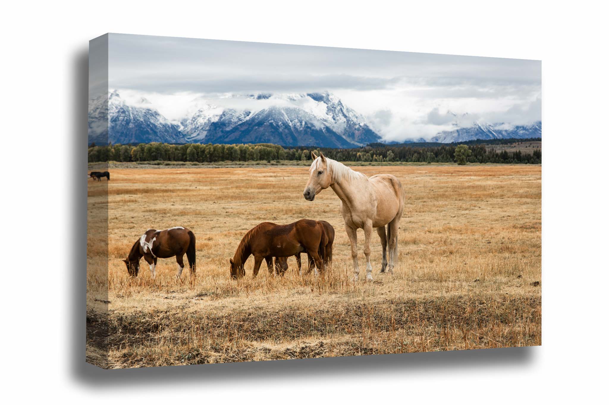 Equine canvas wall art of a palomino horse on an autumn day in Grand Teton National Park, Wyoming by Sean Ramsey of Southern Plains Photography.