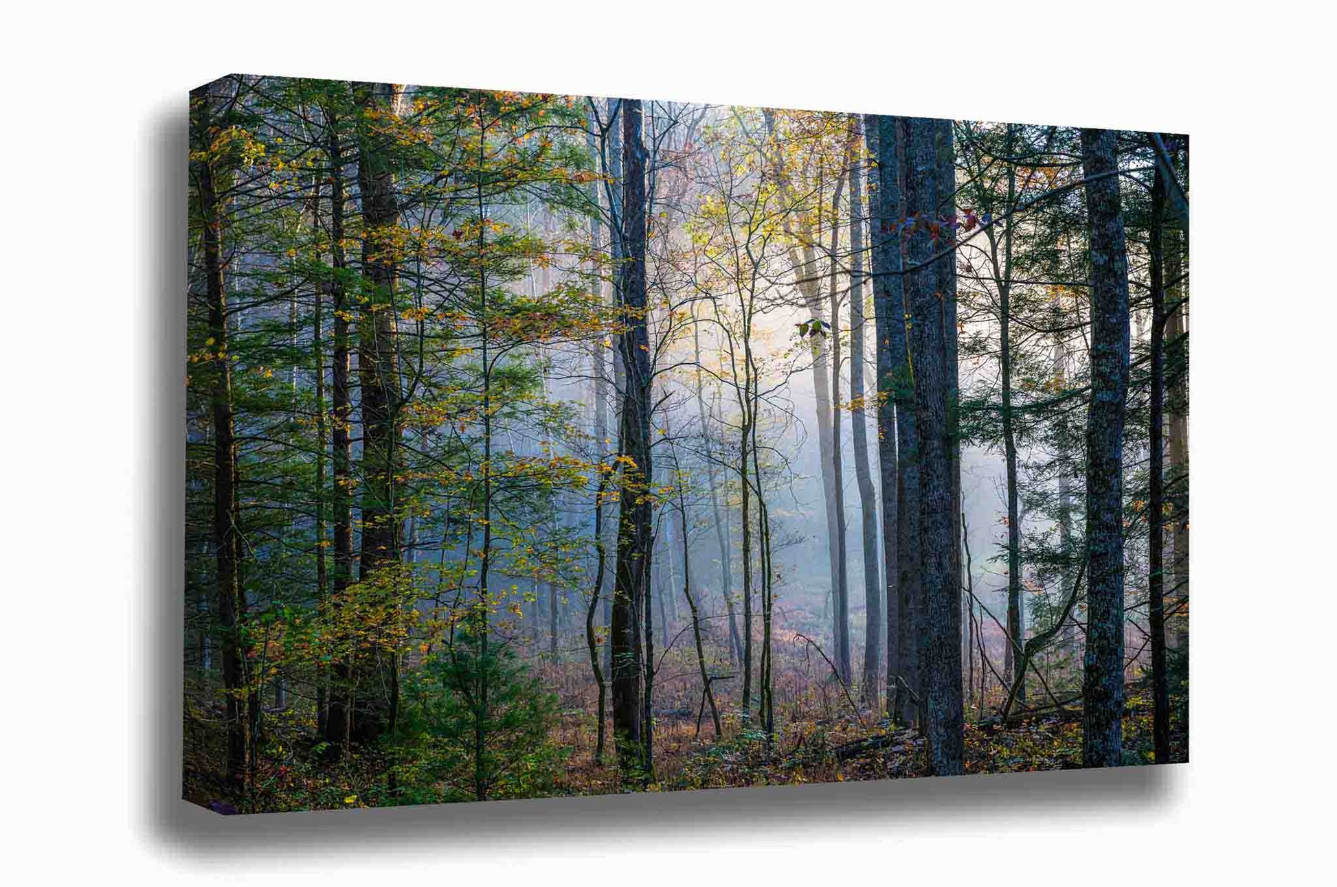 Nature canvas wall art of trees in a forest shrouded in fog on an autumn morning along Cades Cove Loop in the Great Smoky Mountains of Tennessee by Sean Ramsey of Southern Plains Photography.