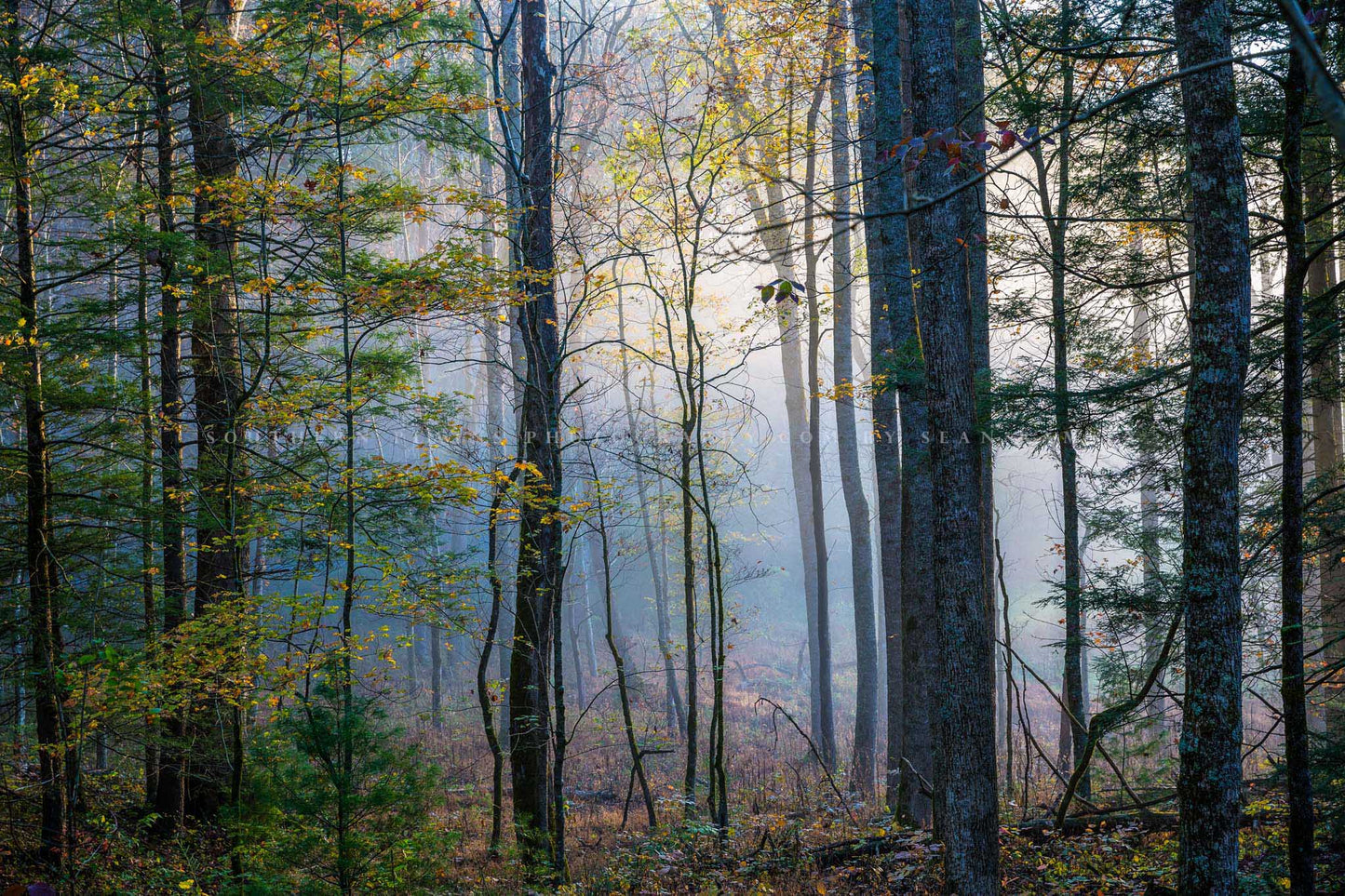 Forest photography print of trees shrouded in fog on an autumn morning along Cades Cove Loop in the Great Smoky Mountains of Tennessee by Sean Ramsey of Southern Plains Photography.