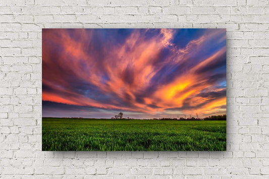 Great Plains aluminum metal print of clouds illuminated by sunlight over a field at sunset on a spring evening in Oklahoma by Sean Ramsey of Southern Plains Photography.