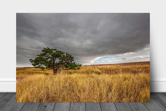 Nature aluminum metal print wall art of a lone tree nestled in prairie grass under a cloudy gray sky at Badlands National Park, South Dakota by Sean Ramsey of Southern Plains Photography.