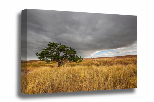 Nature canvas wall art of a lone tree nestled in prairie grass under a cloudy gray sky at Badlands National Park, South Dakota by Sean Ramsey of Southern Plains Photography.