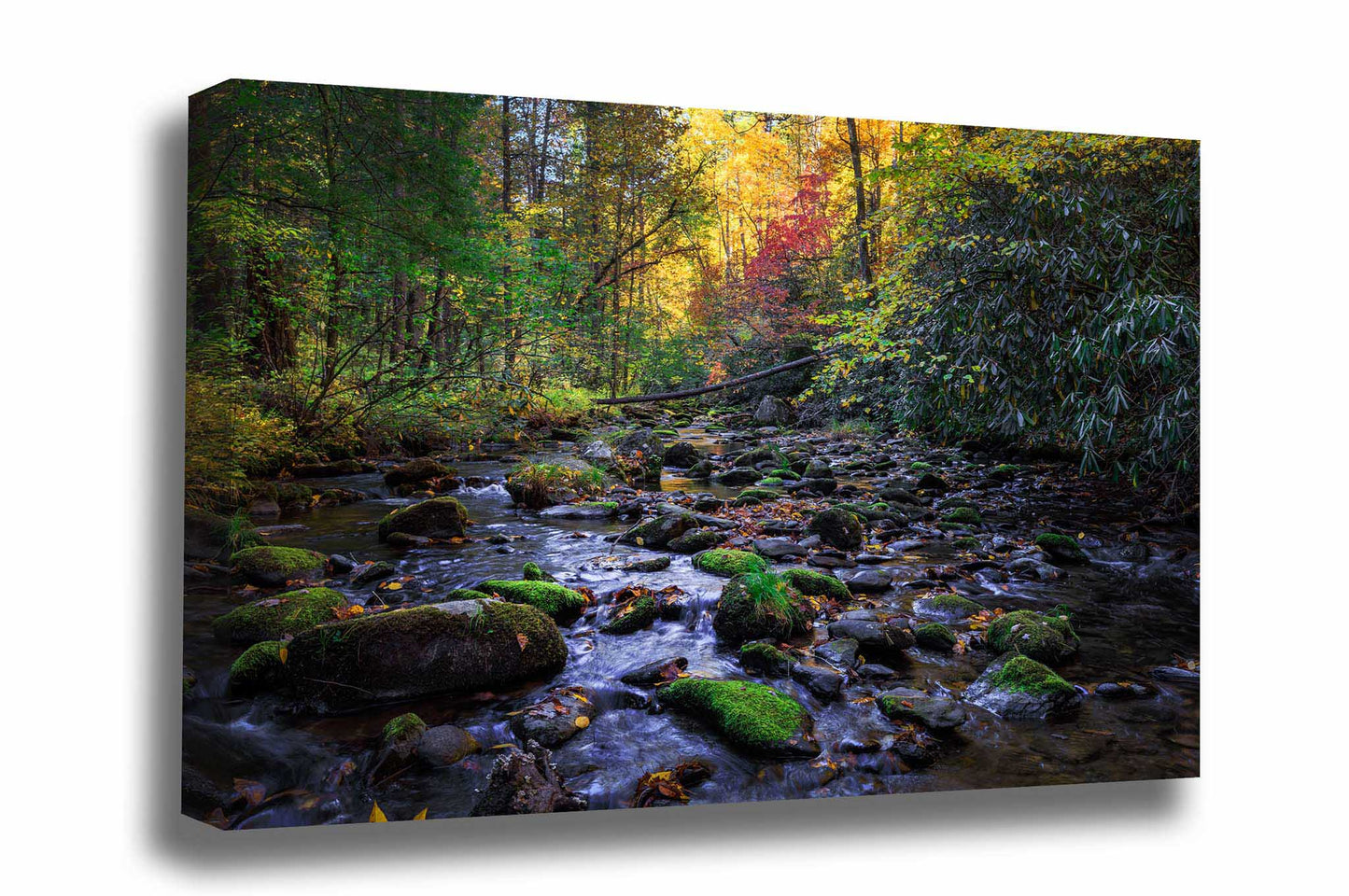 Forest canvas wall art of a creek surrounded by fall color on an autumn day at Great Smoky Mountains National Park, Tennessee by Sean Ramsey of Southern Plains Photography.