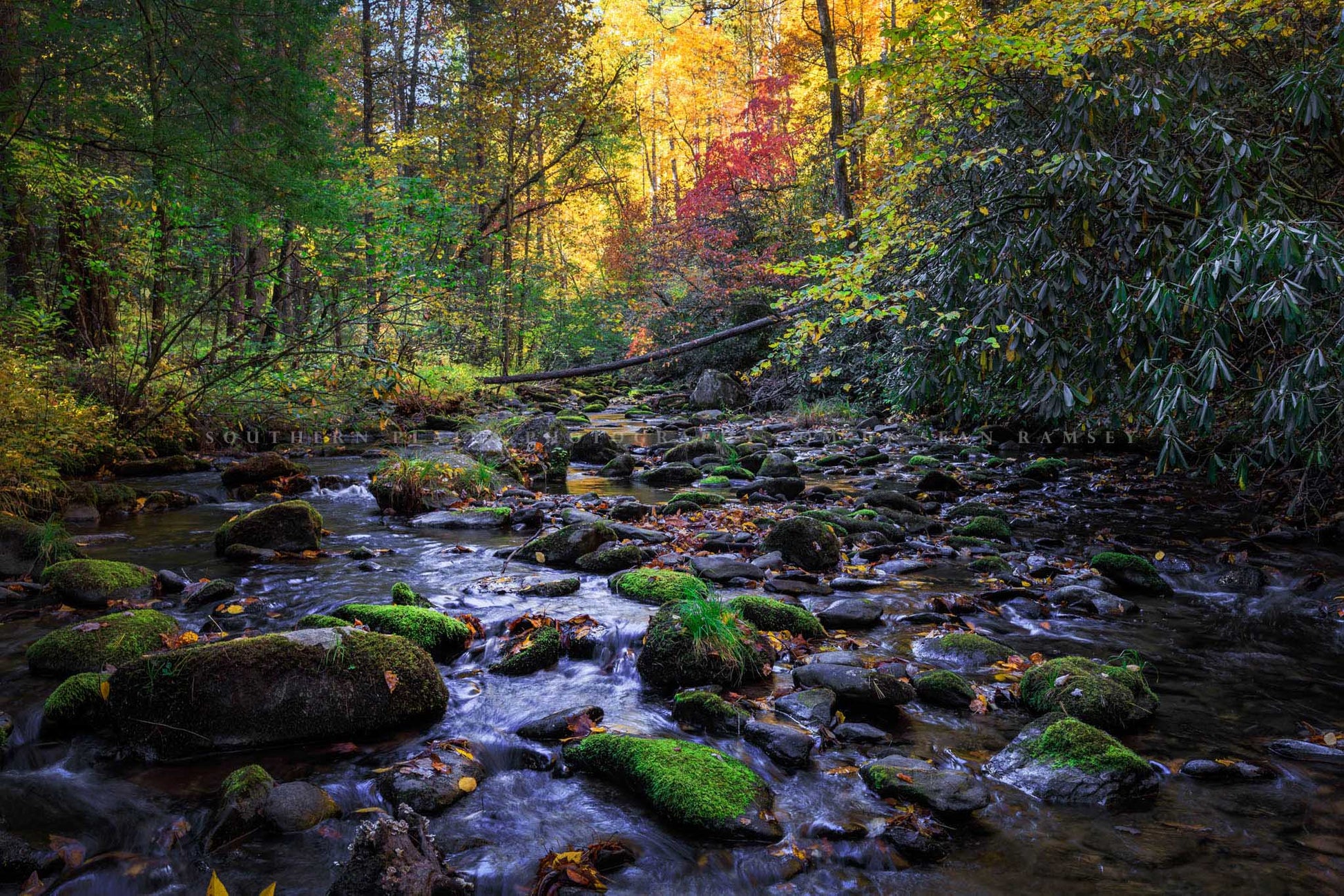 Forest photography print of a creek flowing over rocks with moss and trees full of fall color on an autumn day in Great Smoky Mountains National Park, Tennessee by Sean Ramsey of Southern Plains Photography.