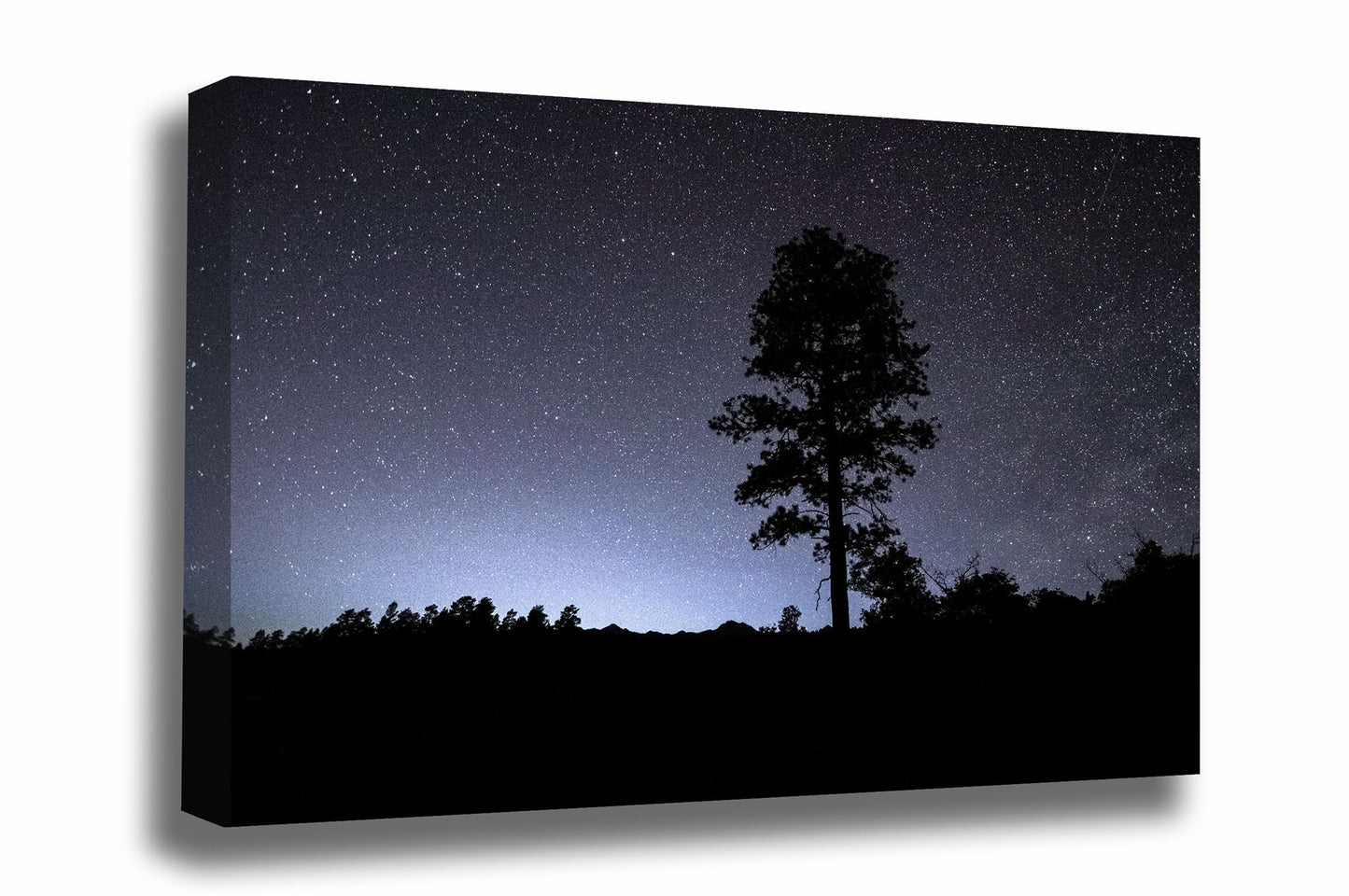 Celestial canvas wall art of a pine tree silhouette against a starry night sky in the Rocky Mountains of Colorado by Sean Ramsey of Southern Plains Photography.