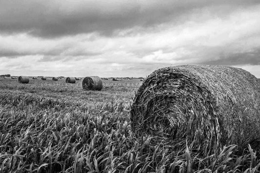 Black and white farm photography print of round hay bales in a field under a cloudy sky in Kansas by Sean Ramsey of Southern Plains Photography.