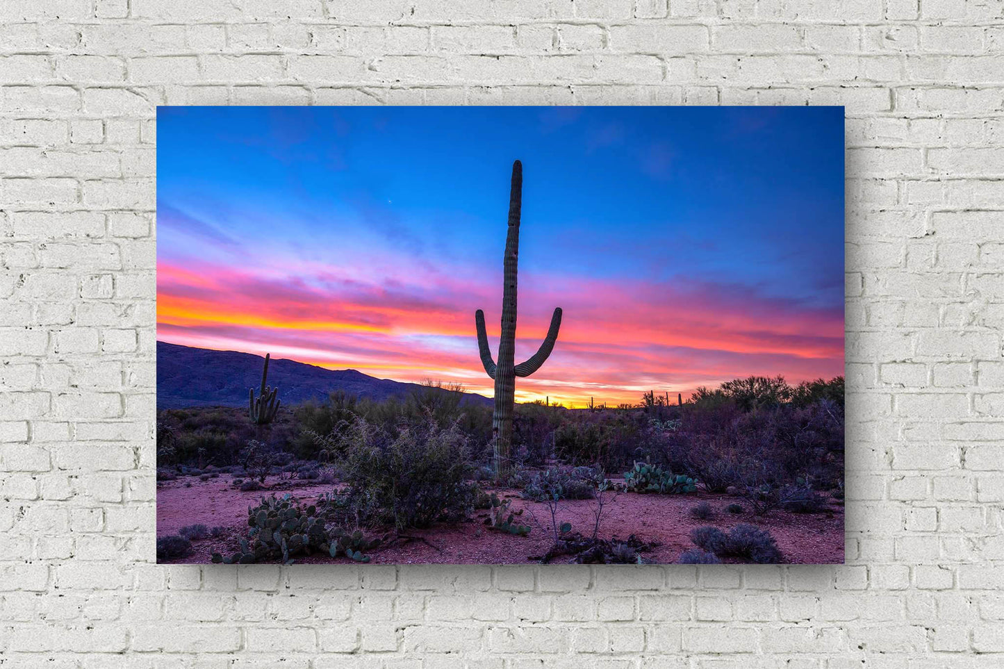 Western landscape metal print of a saguaro cactus standing tall during a colorful sunrise in the Sonoran Desert near Tucson, Arizona by Sean Ramsey of Southern Plains Photography.