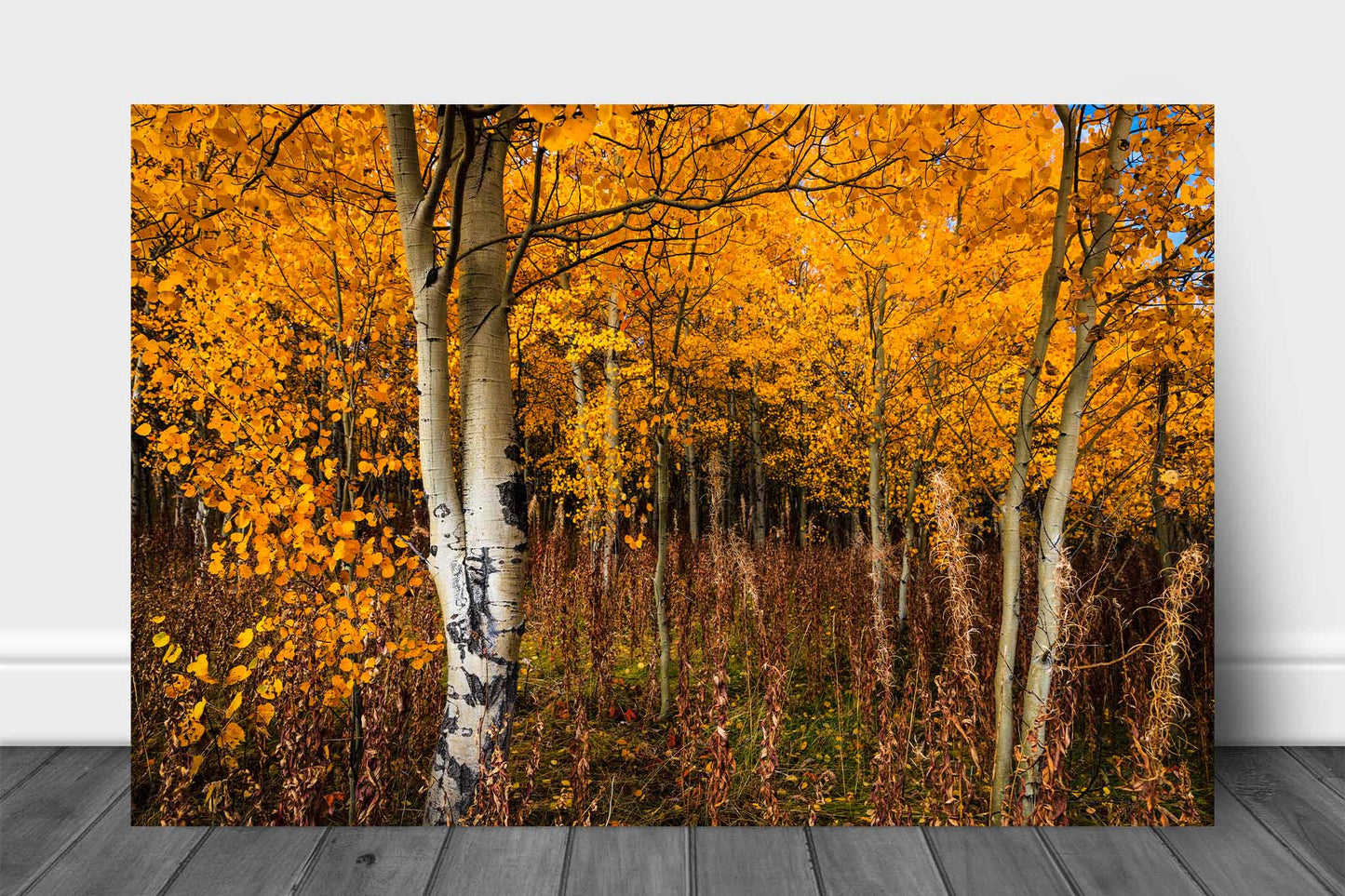 Nature aluminum metal print wall art of golden aspen trees full of fall color on an autumn day in the Bridger-Teton National Forest in Wyoming by Sean Ramsey of Southern Plains Photography.