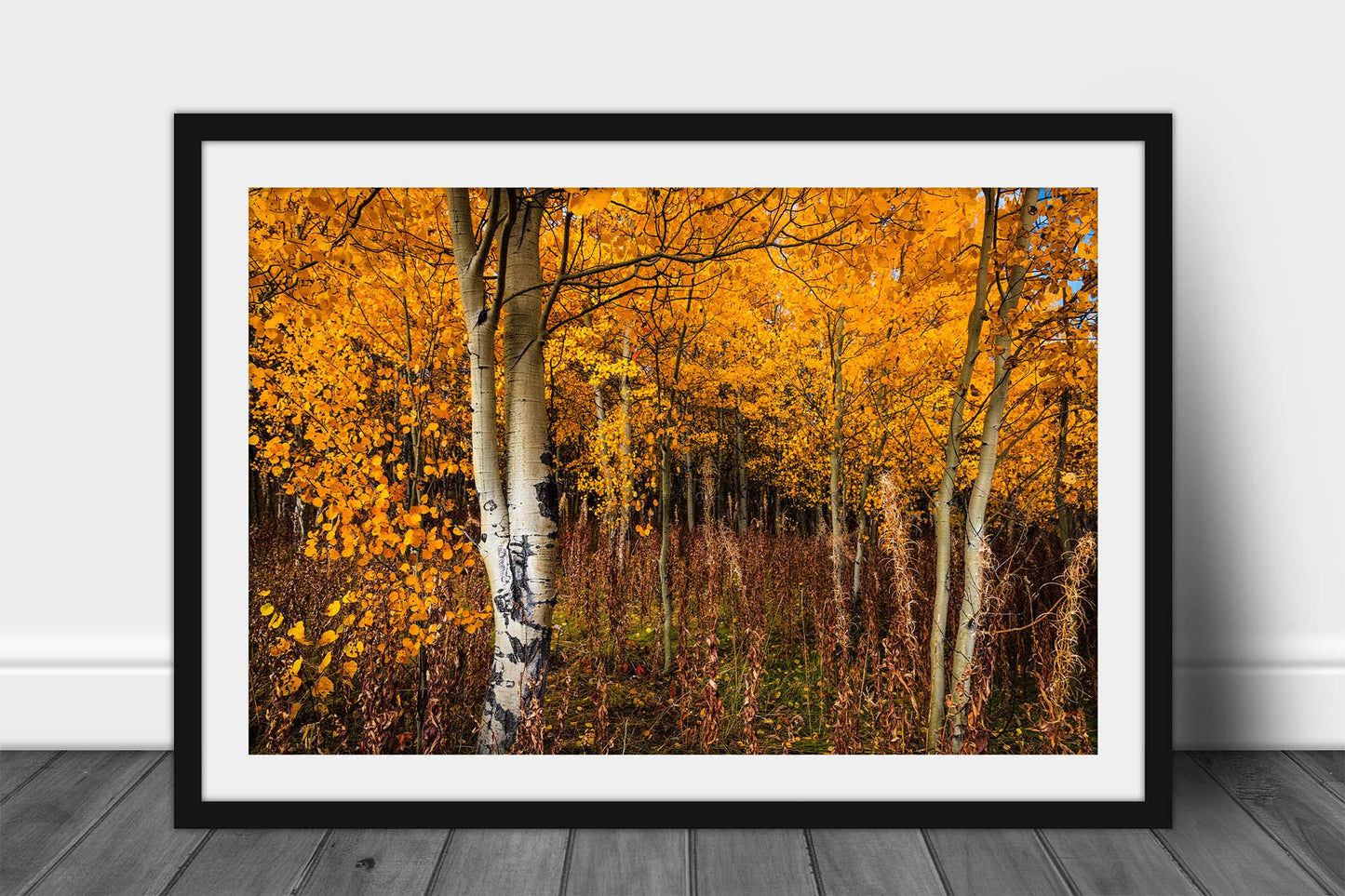 Framed nature print of golden aspen trees full of fall color on an autumn day in the Bridger-Teton National Forest in Wyoming by Sean Ramsey of Southern Plains Photography.