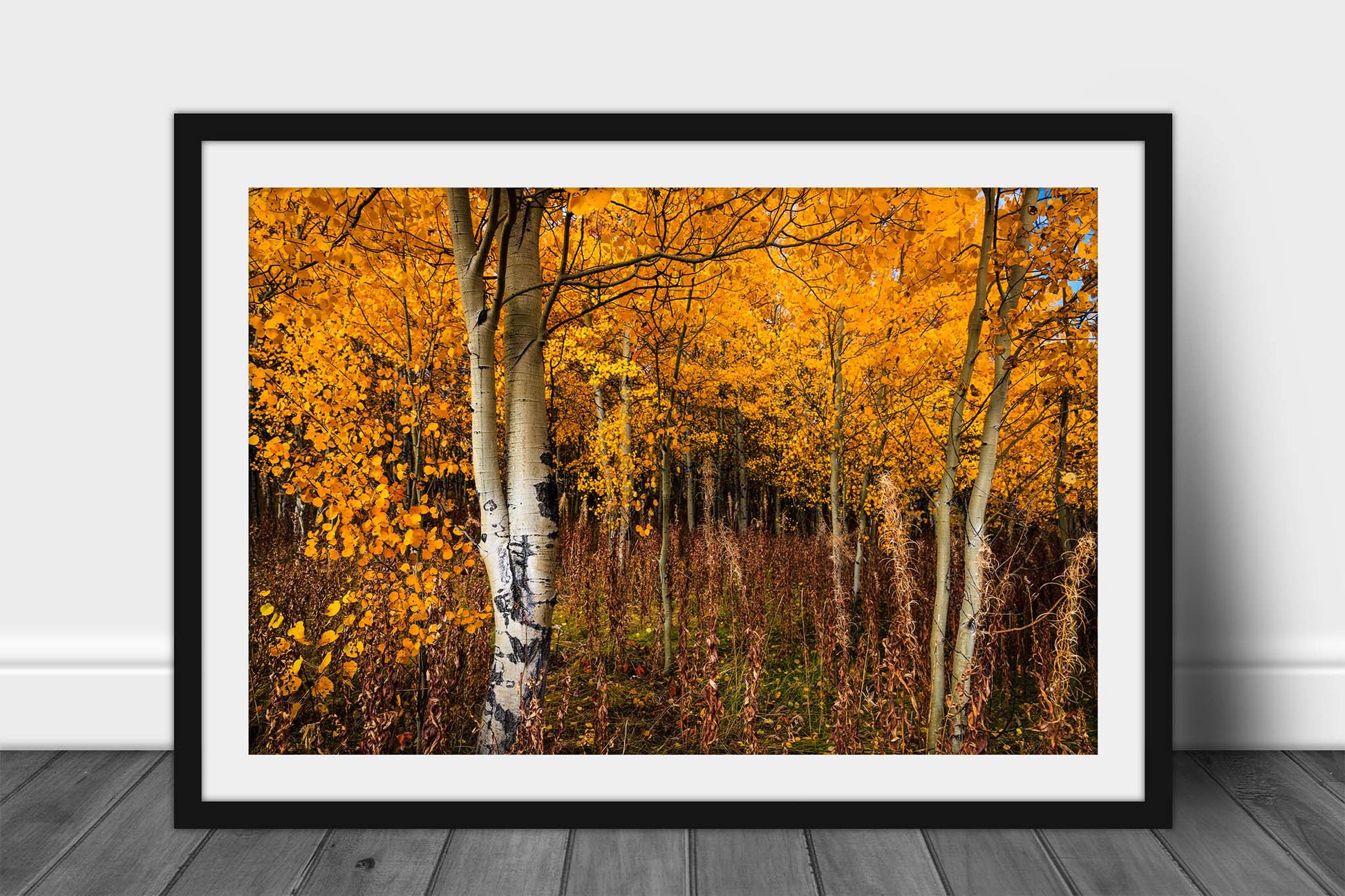Framed nature print of golden aspen trees full of fall color on an autumn day in the Bridger-Teton National Forest in Wyoming by Sean Ramsey of Southern Plains Photography.