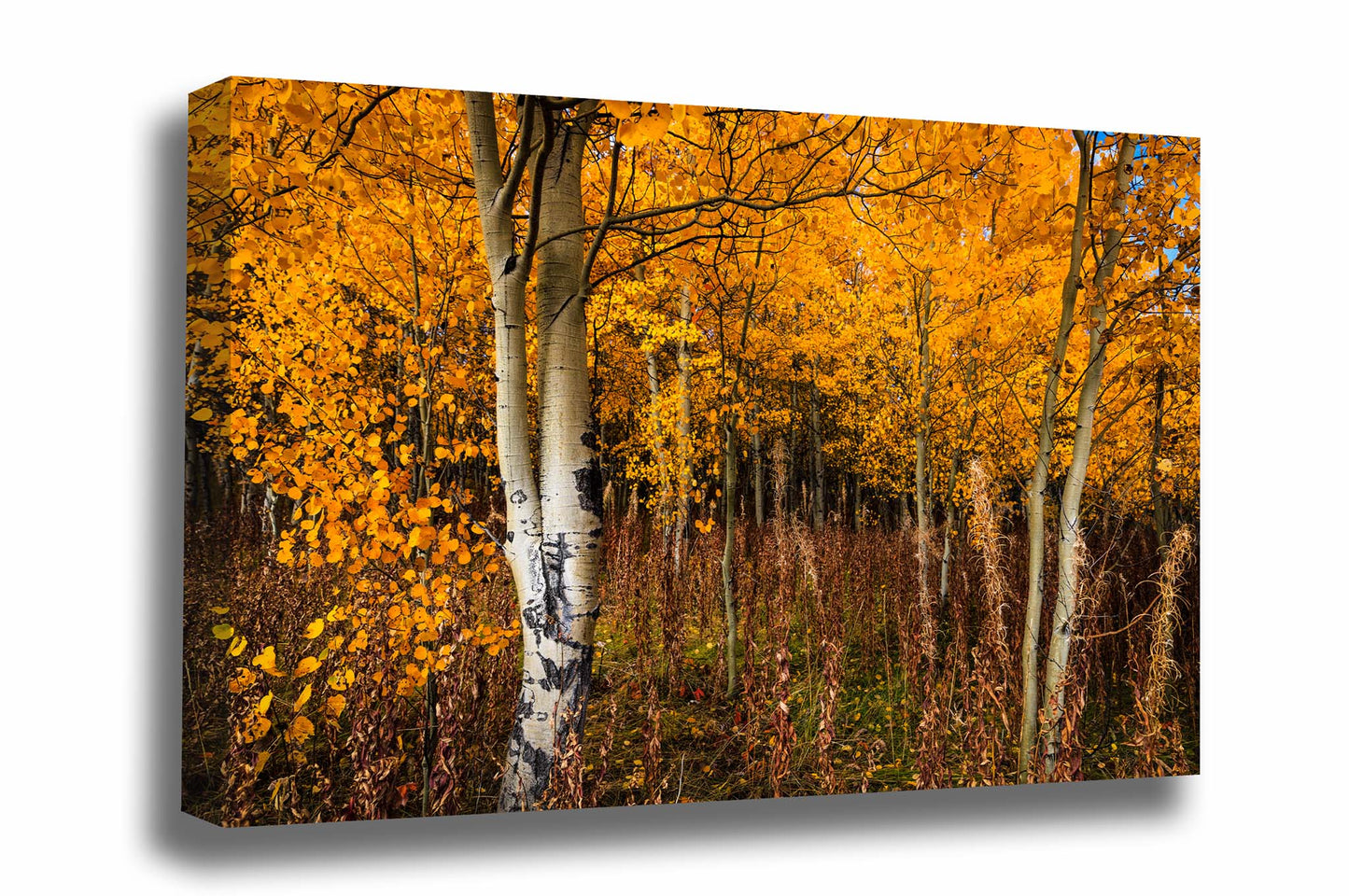 Nature gallery wrapped canvas wall art of golden aspen trees full of fall color on an autumn day in the Bridger-Teton National Forest in Wyoming by Sean Ramsey of Southern Plains Photography.