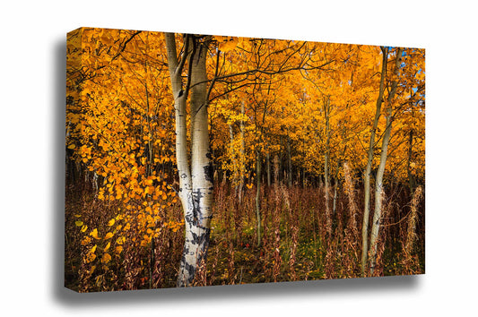 Nature gallery wrapped canvas wall art of golden aspen trees full of fall color on an autumn day in the Bridger-Teton National Forest in Wyoming by Sean Ramsey of Southern Plains Photography.