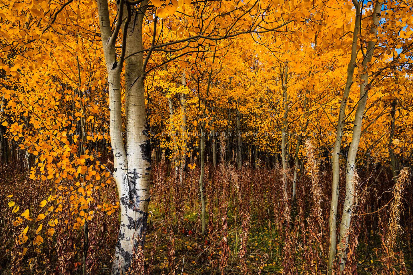 Nature photography print of golden aspen trees full of fall color on an autumn day in the Bridger-Teton National Forest in Wyoming by Sean Ramsey of Southern Plains Photography.