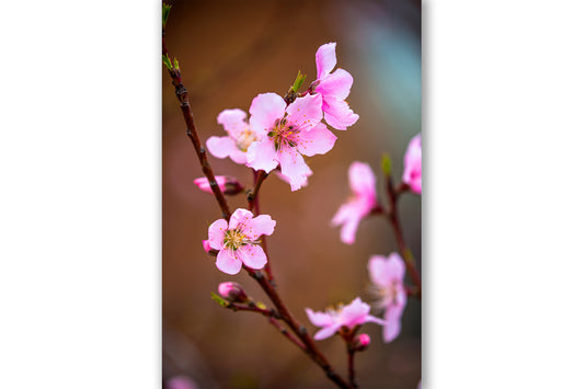 Vertical photography print of beautiful pink peach blossoms on a spring day in Oklahoma by Sean Ramsey of Southern Plains Photography.